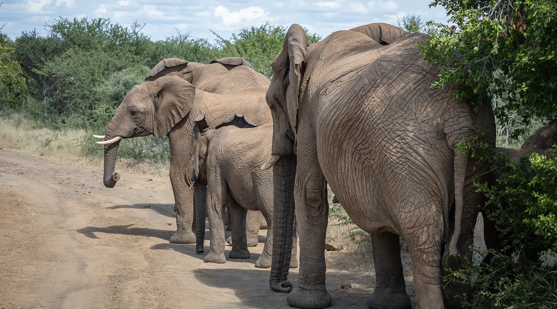 Elephant herd