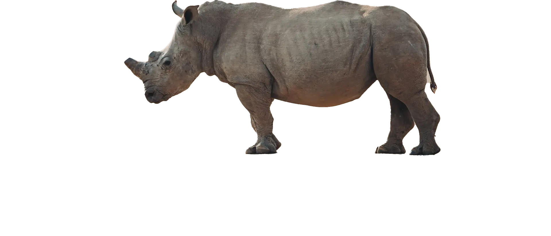 Rhino