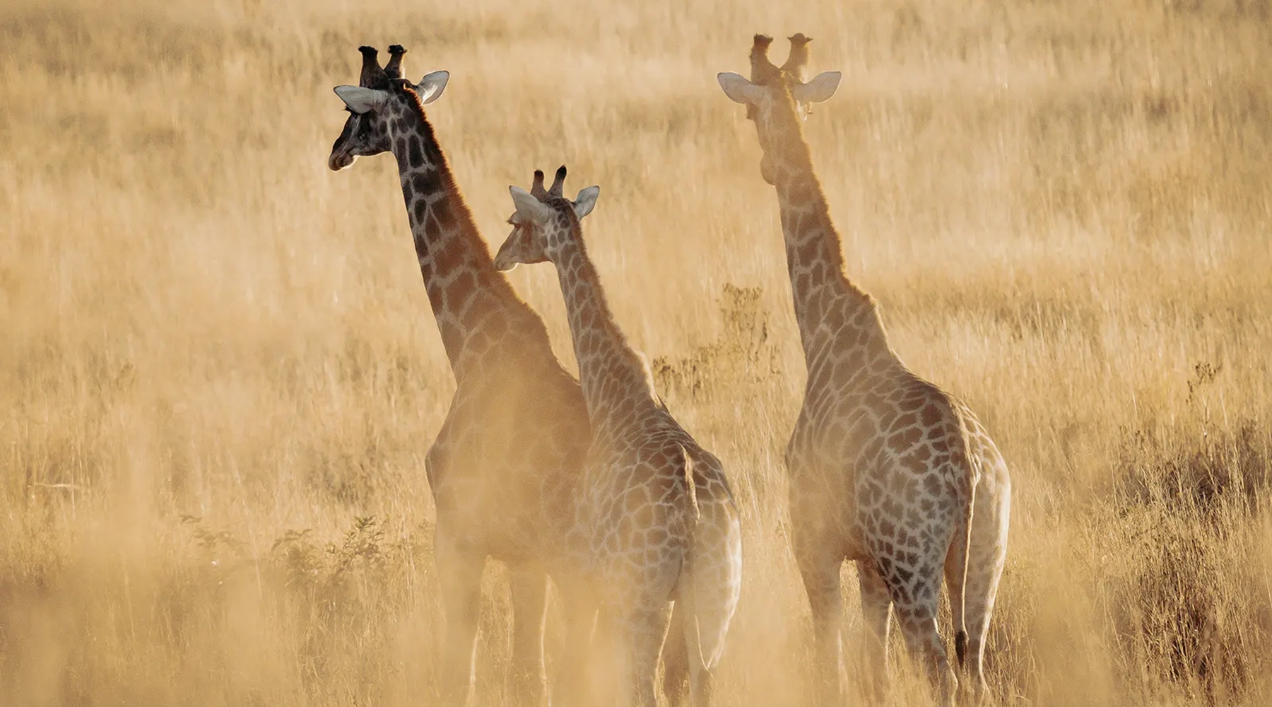 Giraffes